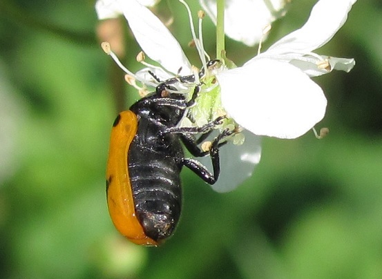 Chrysomelidae da id: Clytra sp.